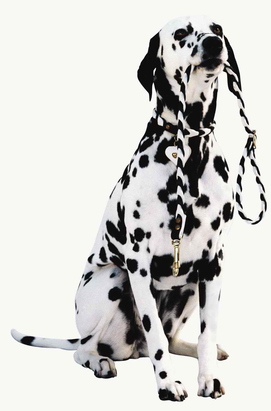 Everyday Animals - Photodisc Object Series ></a>
<script language=JavaScript> 
  var txt = 