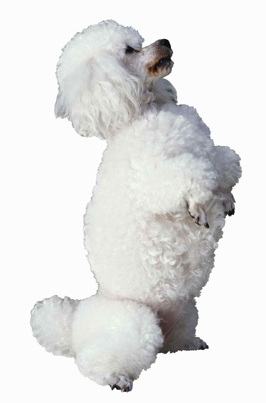 Everyday Animals - Photodisc Object Series ></a>
<script language=JavaScript> 
  var txt = 