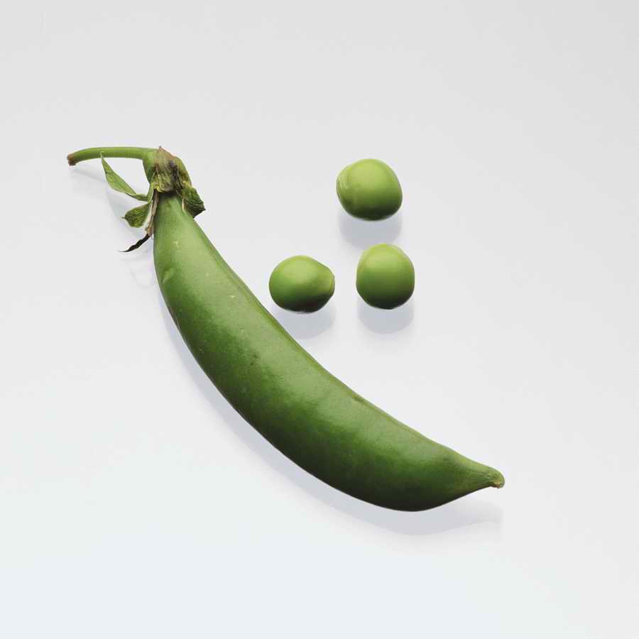 Fruits & Vegetables - Photodisc Object Series ></a>
<script language=JavaScript> 
  var txt = 