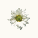 Photodisc Object Series: Just Flowers 