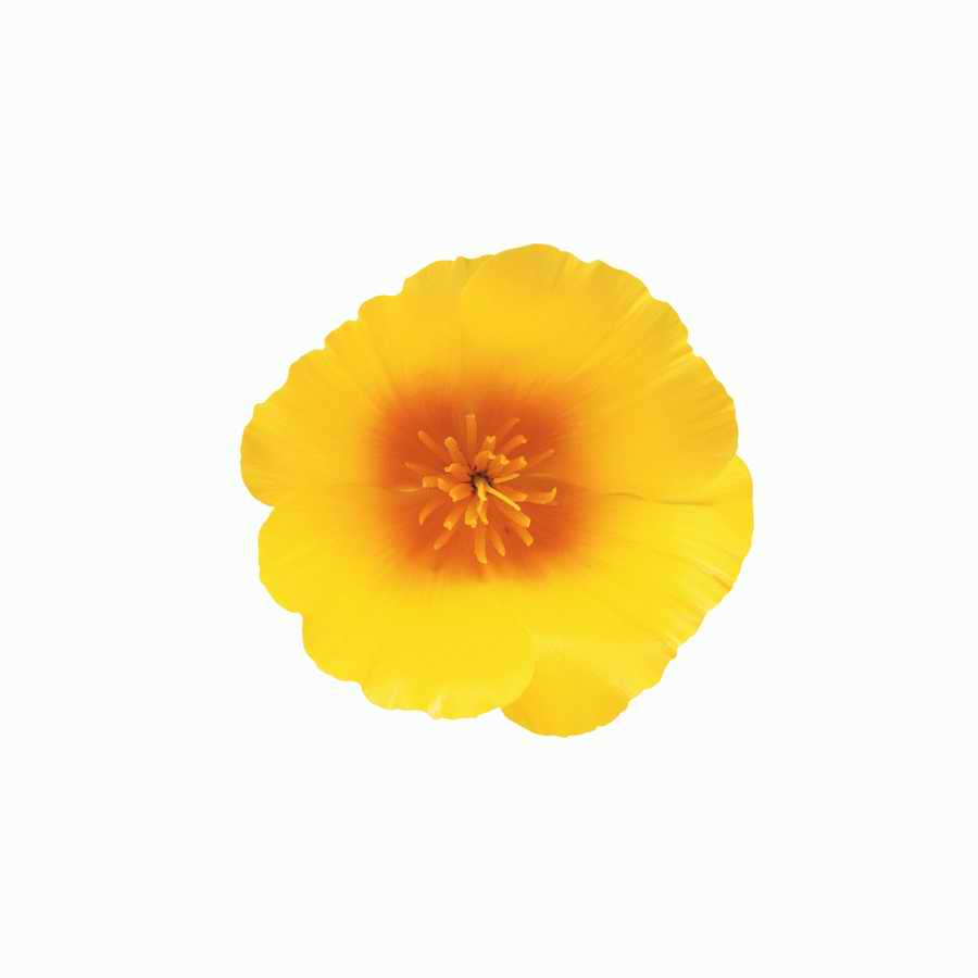 Just Flowers - Photodisc Object Series ></a>
<script language=JavaScript> 
  var txt = 