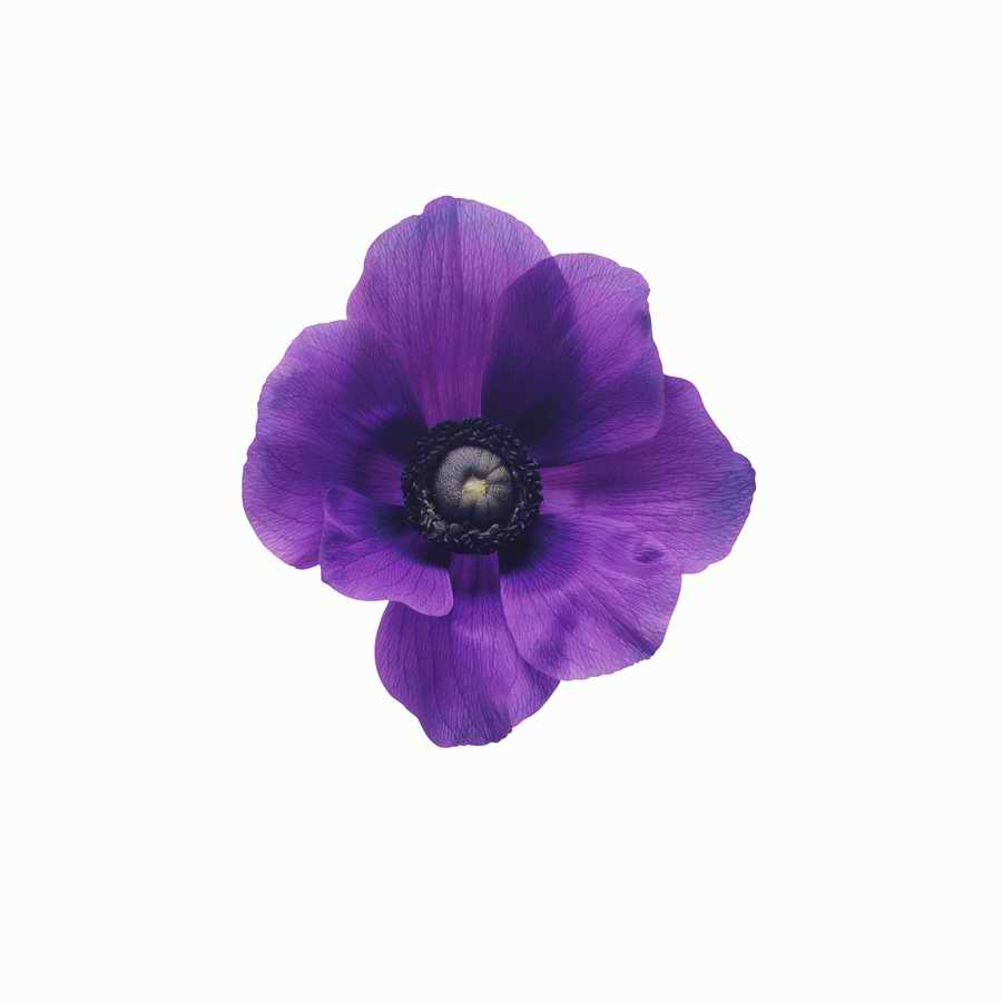 Just Flowers - Photodisc Object Series ></a>
<script language=JavaScript> 
  var txt = 