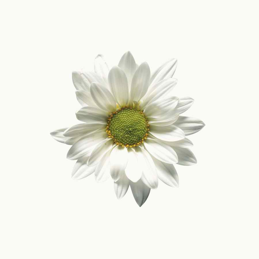 Just Flowers - Photodisc Object Series ></a>
<script language=JavaScript> 
  var txt = 