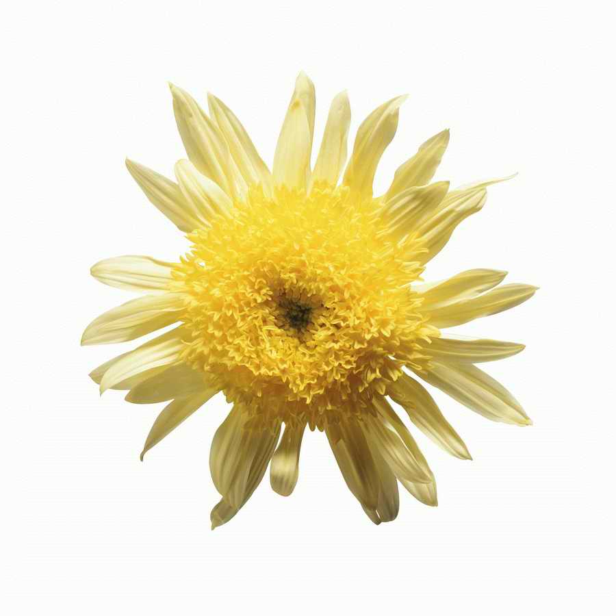 Just Flowers - Photodisc Object Series ></a>
<script language=JavaScript> 
  var txt = 