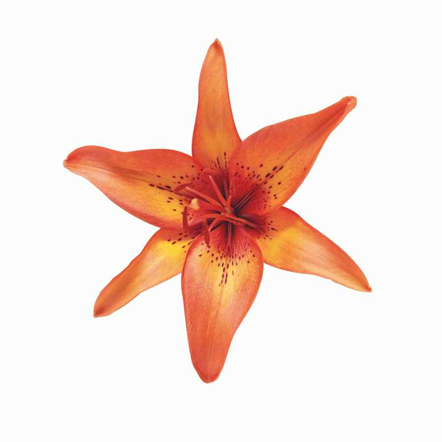 Just Flowers - Photodisc Object Series ></a>
<script language=JavaScript> 
  var txt = 