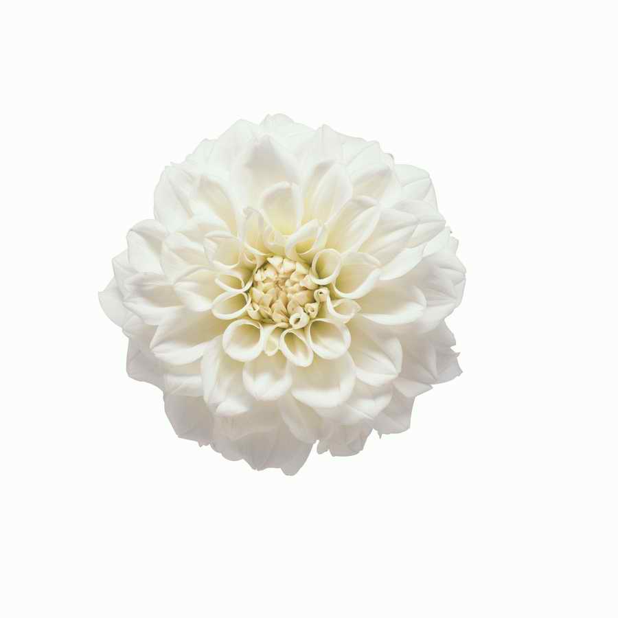 Just Flowers - Photodisc Object Series ></a>
<script language=JavaScript> 
  var txt = 