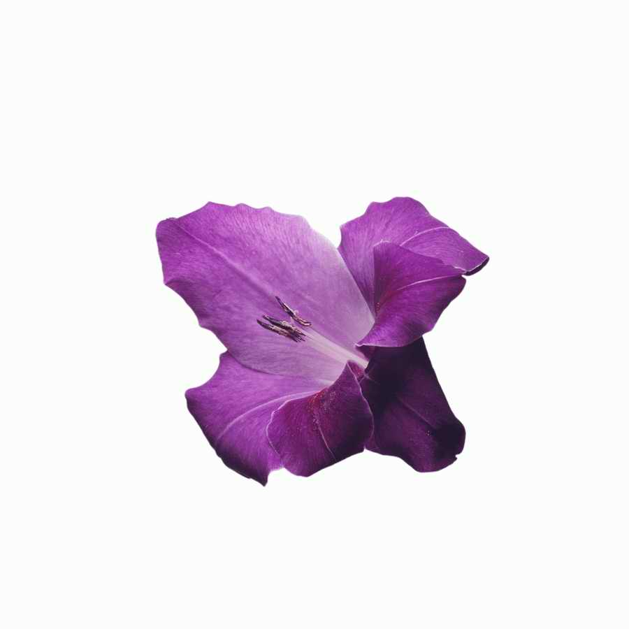 Just Flowers - Photodisc Object Series ></a>
<script language=JavaScript> 
  var txt = 
