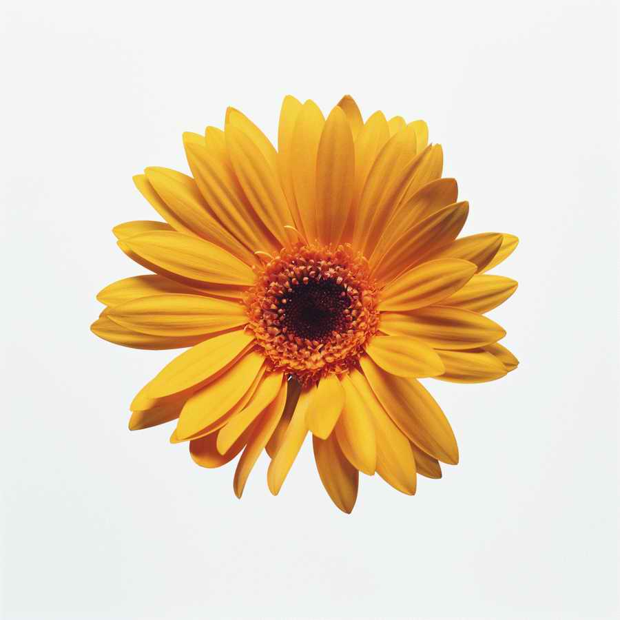 Just Flowers - Photodisc Object Series ></a>
<script language=JavaScript> 
  var txt = 