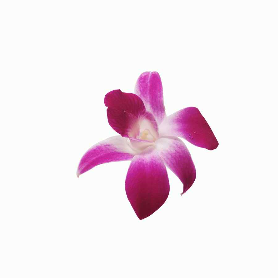 Just Flowers - Photodisc Object Series ></a>
<script language=JavaScript> 
  var txt = 