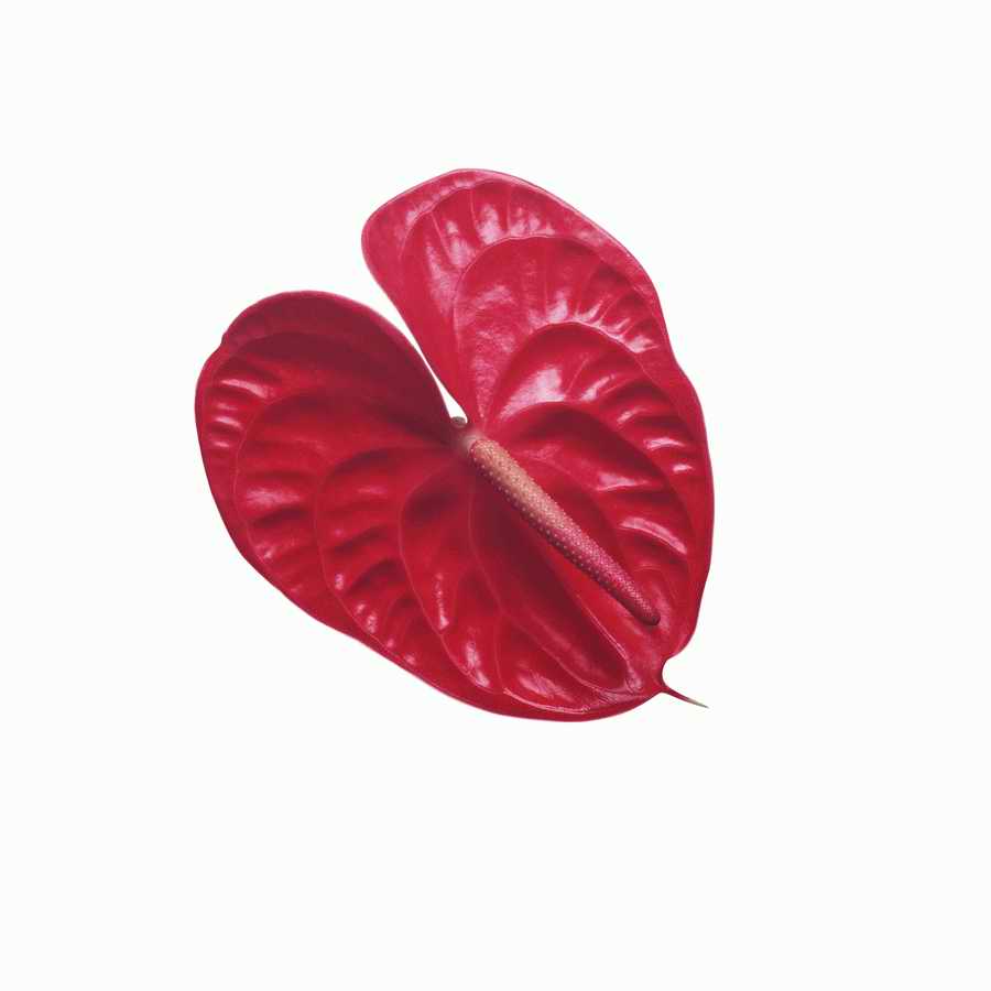 Just Flowers - Photodisc Object Series ></a>
<script language=JavaScript> 
  var txt = 