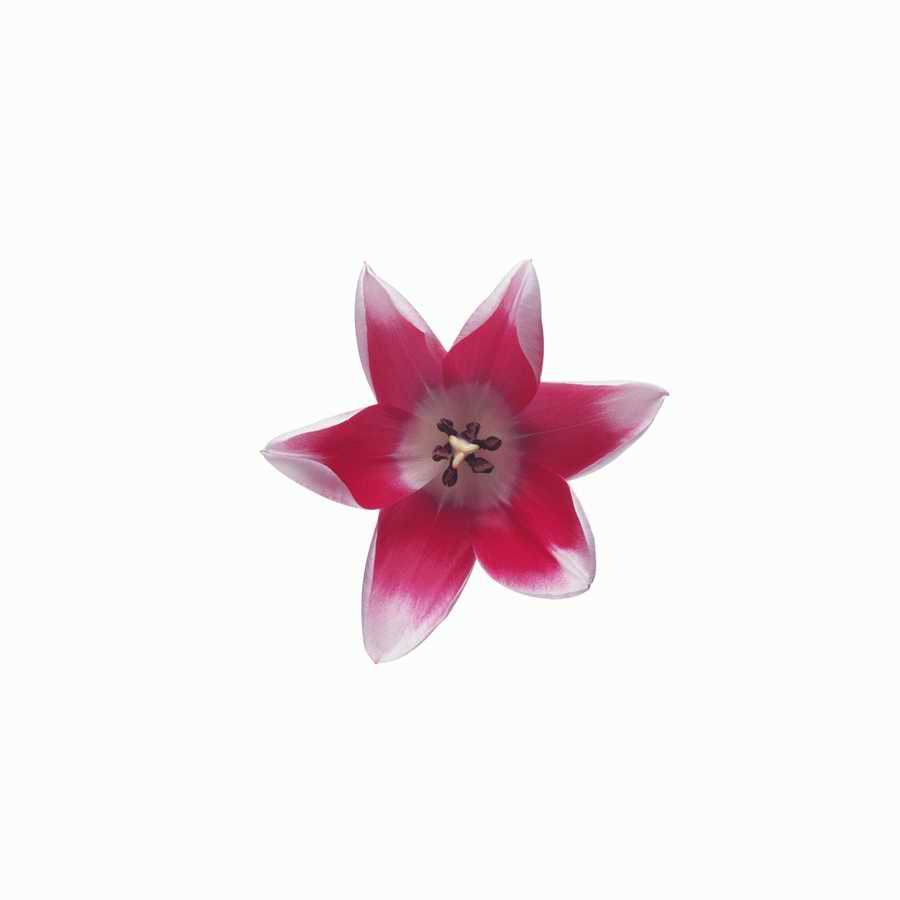 Just Flowers - Photodisc Object Series ></a>
<script language=JavaScript> 
  var txt = 