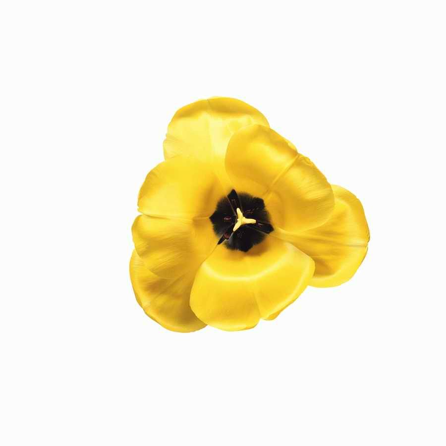 Just Flowers - Photodisc Object Series ></a>
<script language=JavaScript> 
  var txt = 