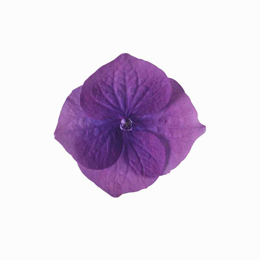 Just Flowers - Photodisc Object Series ></a>
<script language=JavaScript> 
  var txt = 