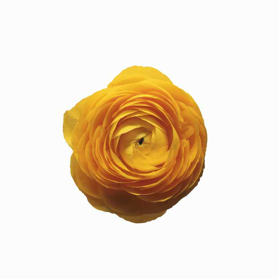 Just Flowers - Photodisc Object Series ></a>
<script language=JavaScript> 
  var txt = 