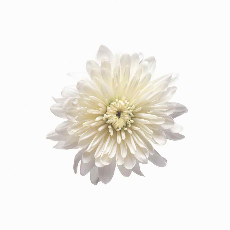 Just Flowers - Photodisc Object Series ></a>
<script language=JavaScript> 
  var txt = 