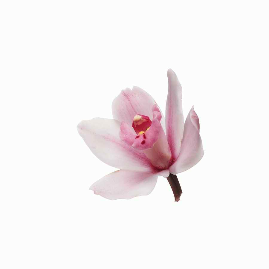 Just Flowers - Photodisc Object Series ></a>
<script language=JavaScript> 
  var txt = 