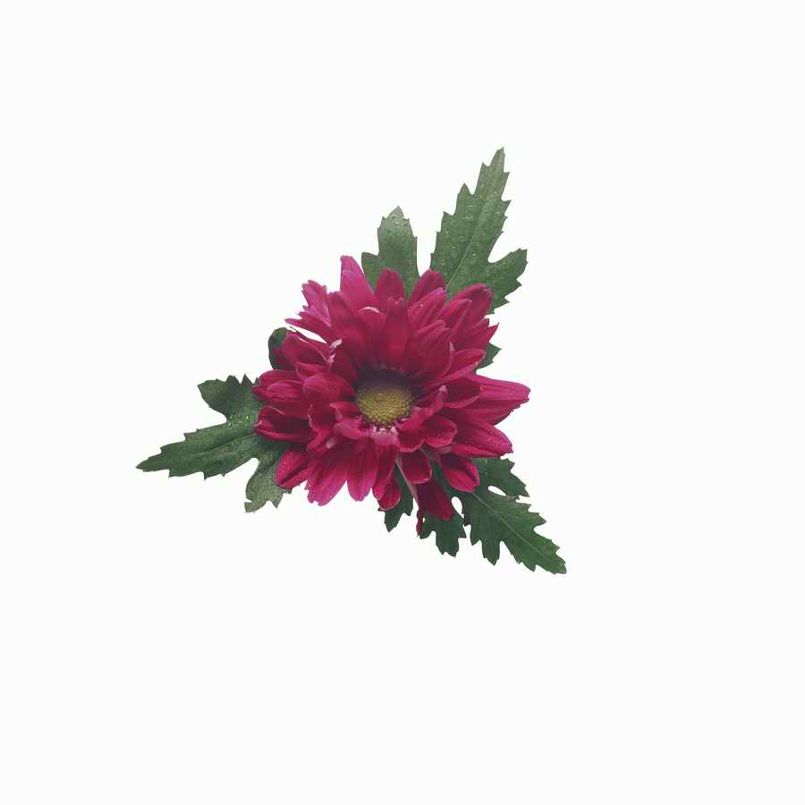 Just Flowers - Photodisc Object Series ></a>
<script language=JavaScript> 
  var txt = 