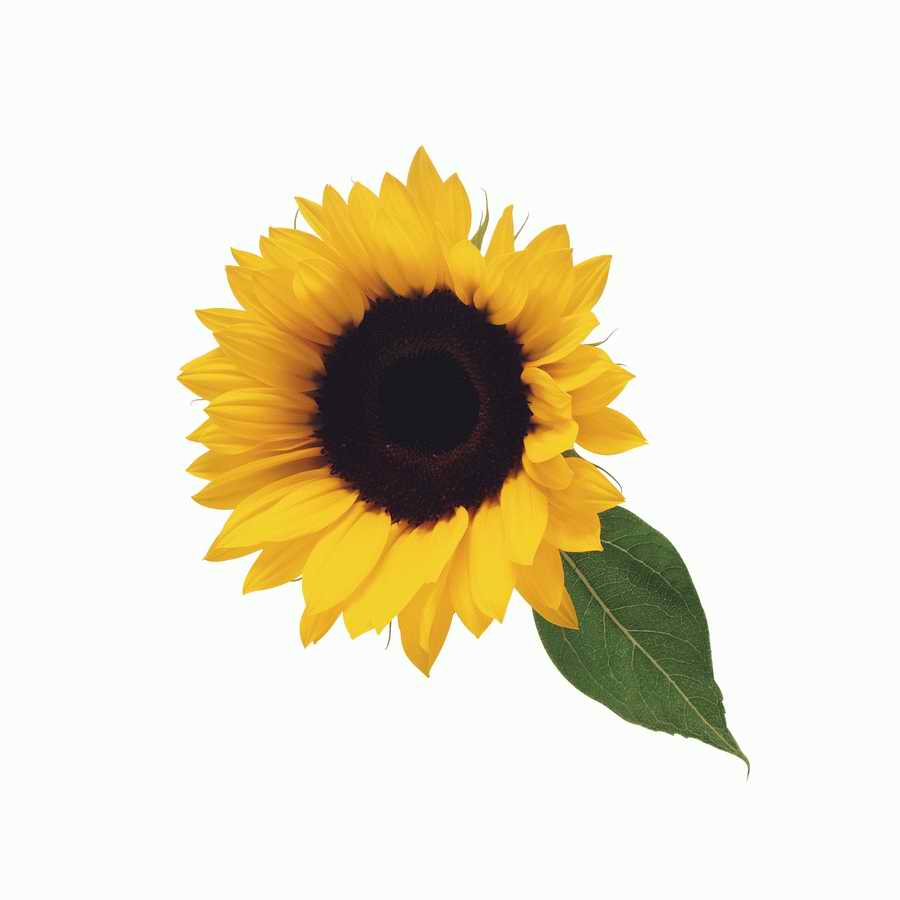 Just Flowers - Photodisc Object Series ></a>
<script language=JavaScript> 
  var txt = 