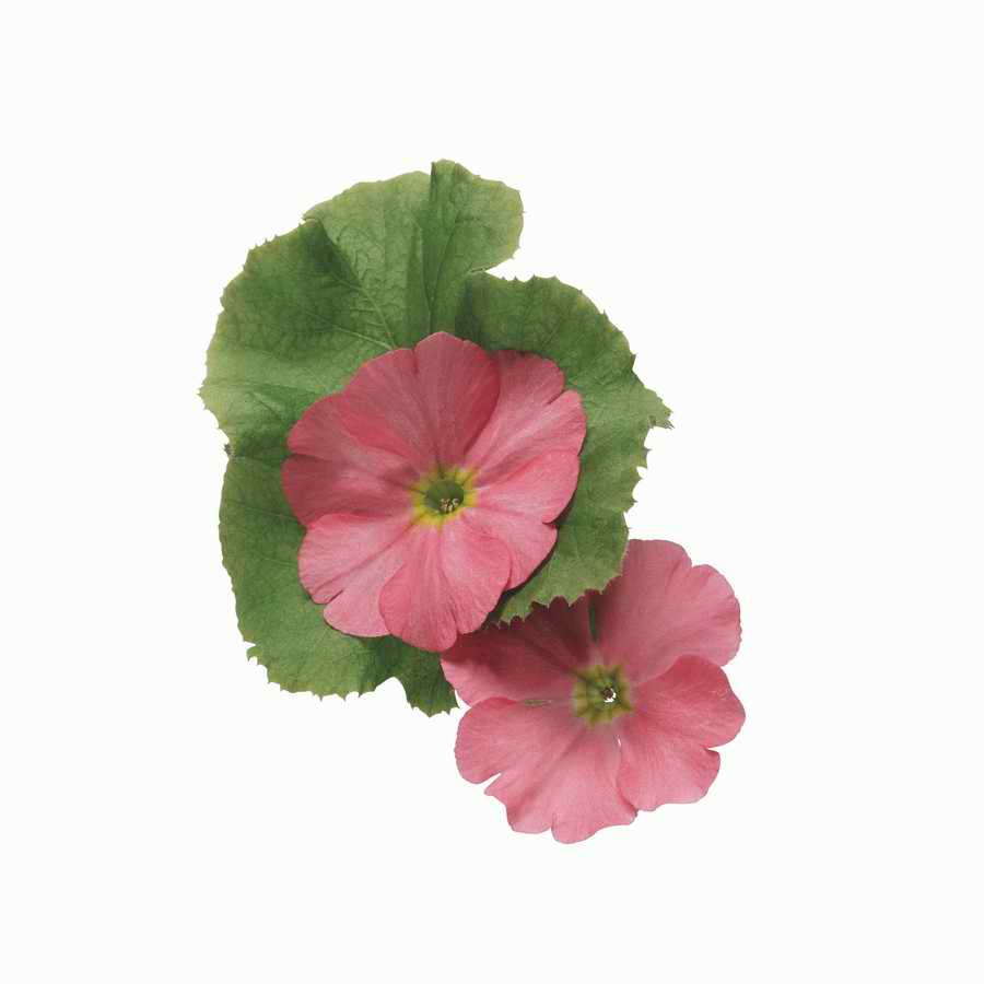 Just Flowers - Photodisc Object Series ></a>
<script language=JavaScript> 
  var txt = 