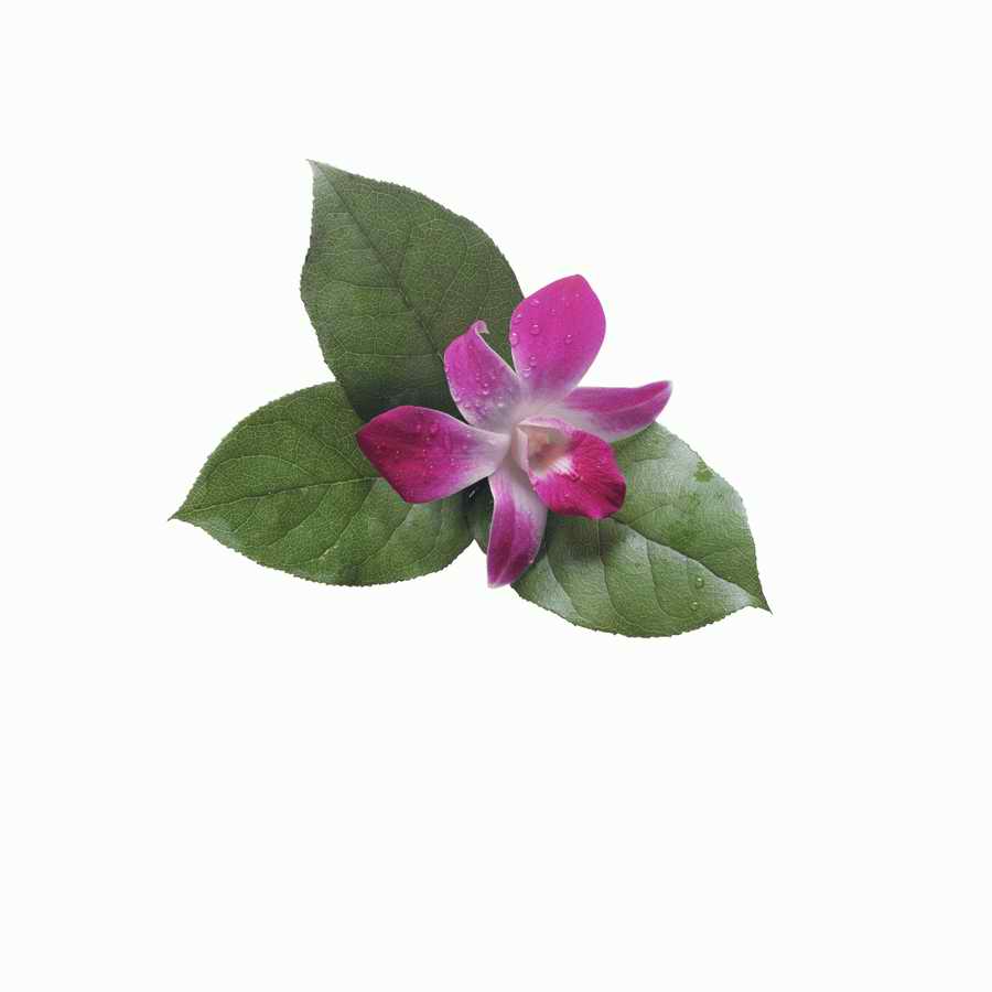 Just Flowers - Photodisc Object Series ></a>
<script language=JavaScript> 
  var txt = 