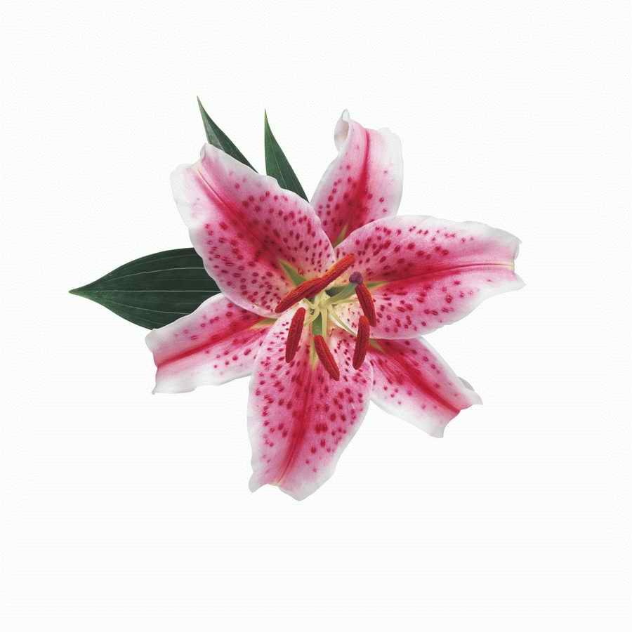 Just Flowers - Photodisc Object Series ></a>
<script language=JavaScript> 
  var txt = 