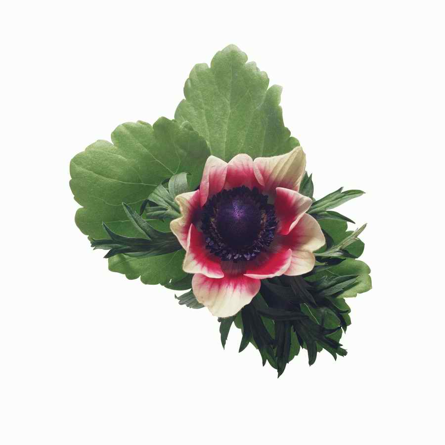 Just Flowers - Photodisc Object Series ></a>
<script language=JavaScript> 
  var txt = 