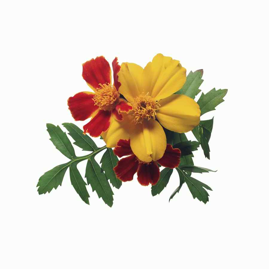 Just Flowers - Photodisc Object Series ></a>
<script language=JavaScript> 
  var txt = 