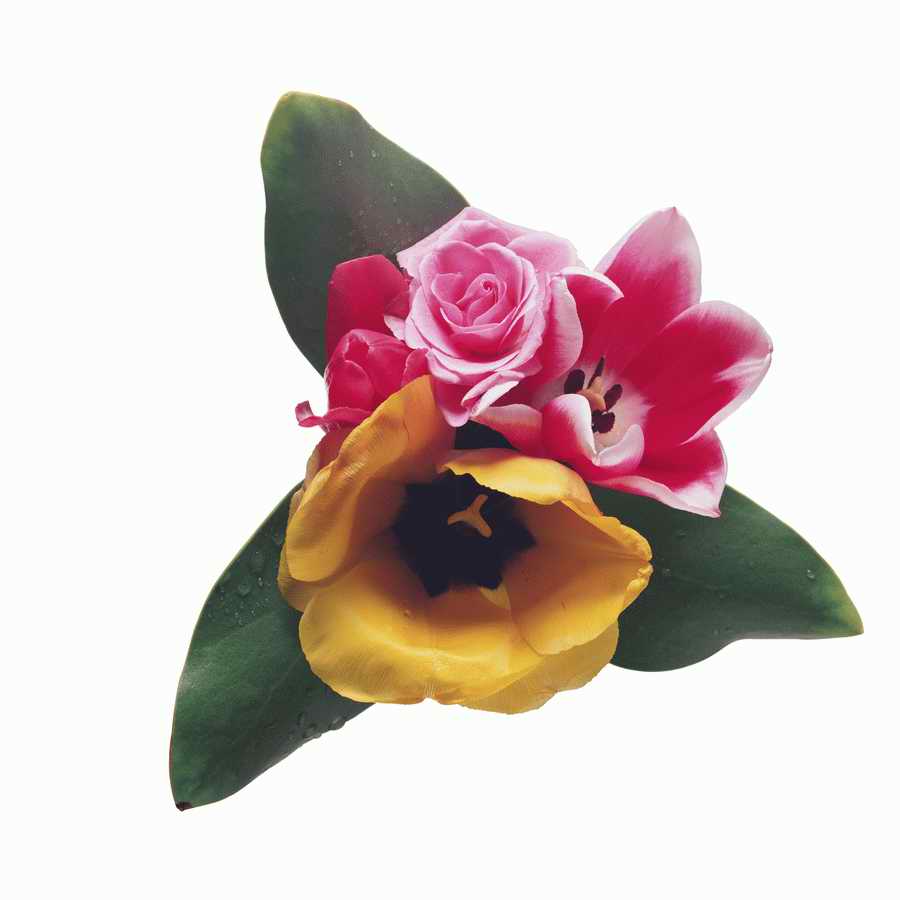 Just Flowers - Photodisc Object Series ></a>
<script language=JavaScript> 
  var txt = 