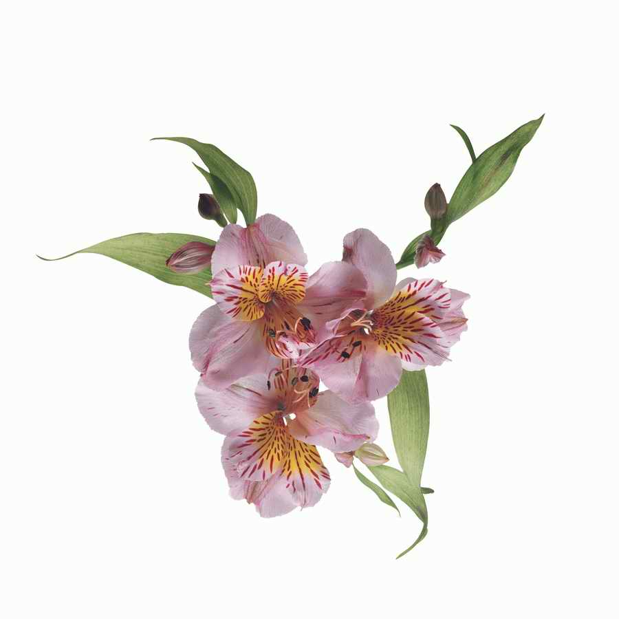 Just Flowers - Photodisc Object Series ></a>
<script language=JavaScript> 
  var txt = 