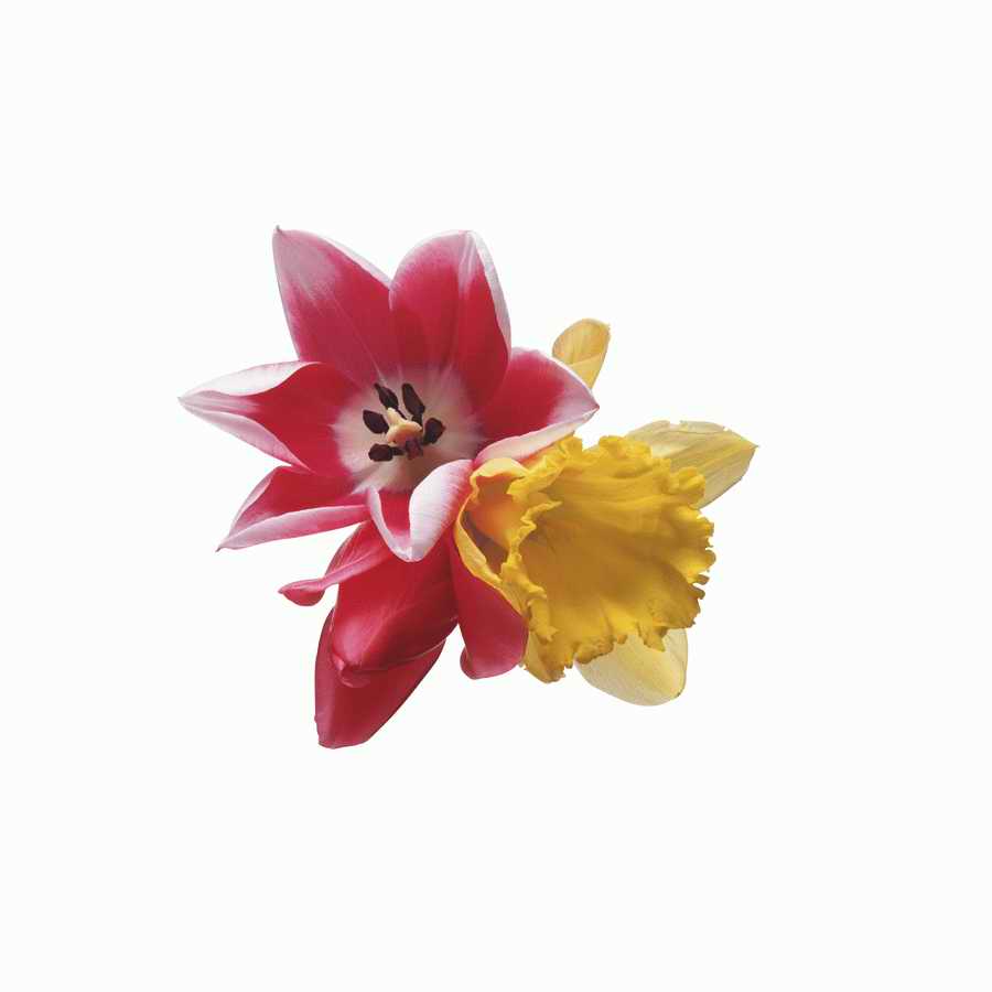 Just Flowers - Photodisc Object Series ></a>
<script language=JavaScript> 
  var txt = 