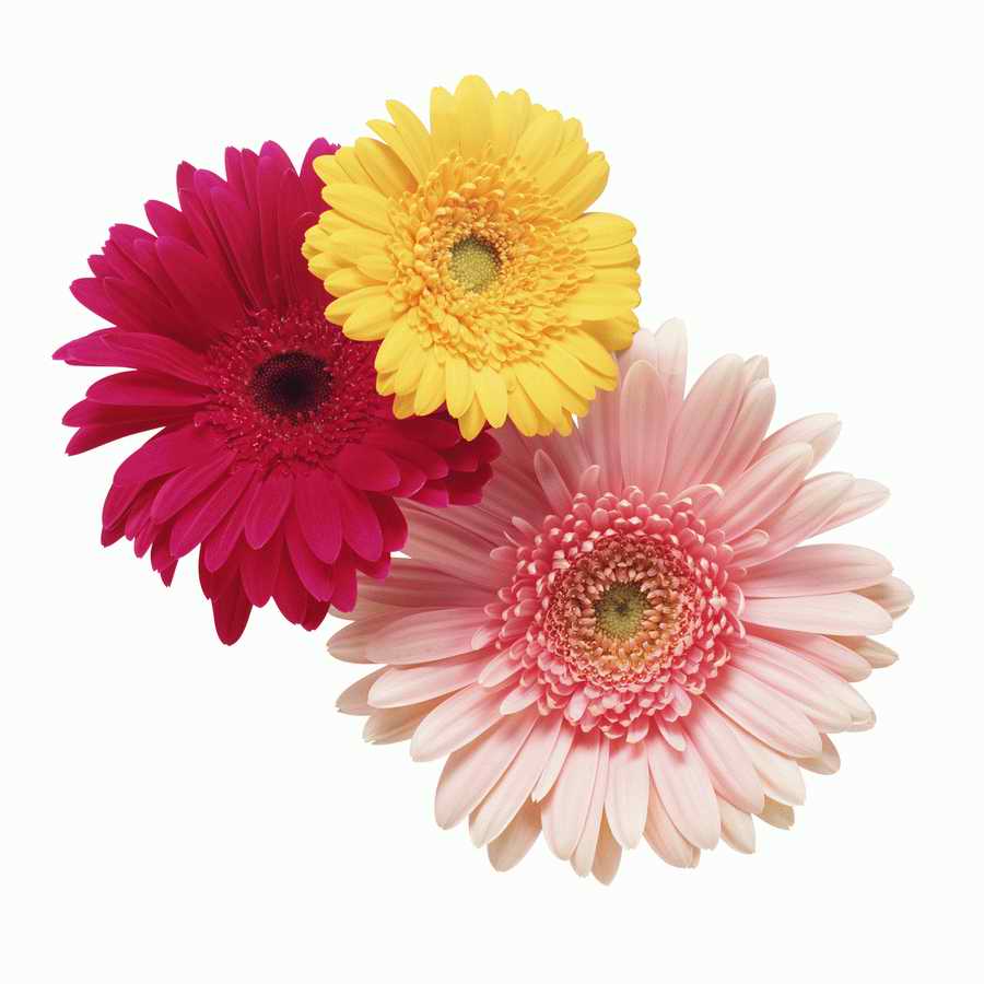 Just Flowers - Photodisc Object Series ></a>
<script language=JavaScript> 
  var txt = 