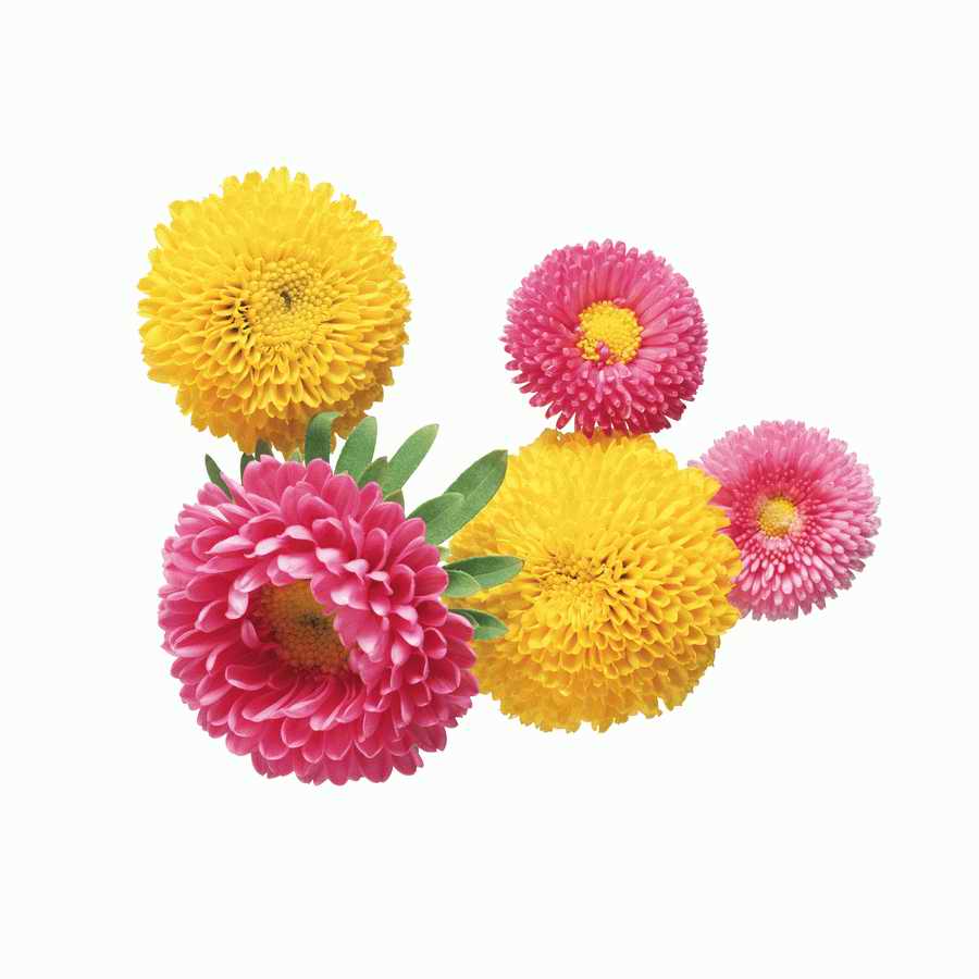 Just Flowers - Photodisc Object Series ></a>
<script language=JavaScript> 
  var txt = 