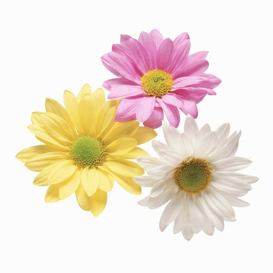 Just Flowers - Photodisc Object Series ></a>
<script language=JavaScript> 
  var txt = 