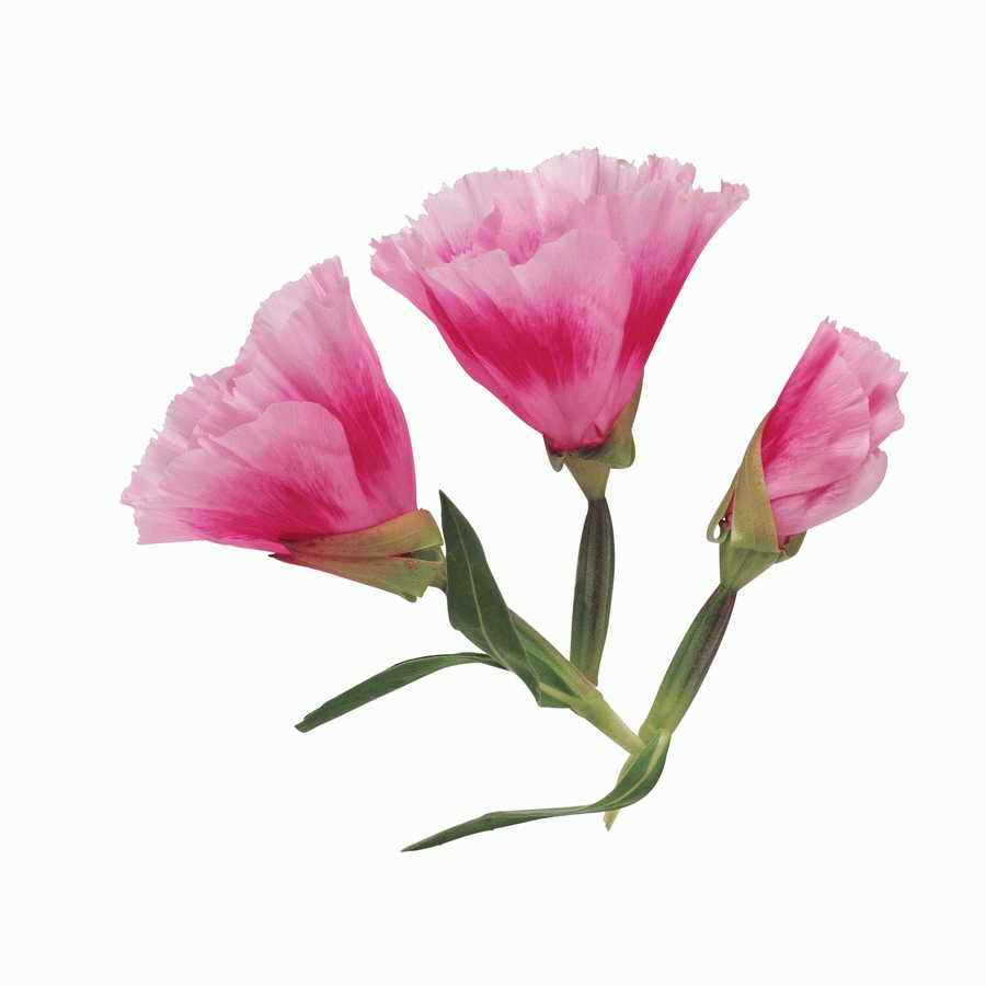 Just Flowers - Photodisc Object Series ></a>
<script language=JavaScript> 
  var txt = 