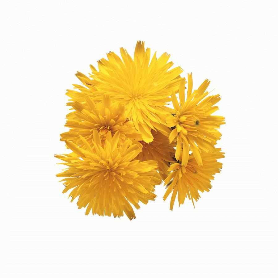 Just Flowers - Photodisc Object Series ></a>
<script language=JavaScript> 
  var txt = 