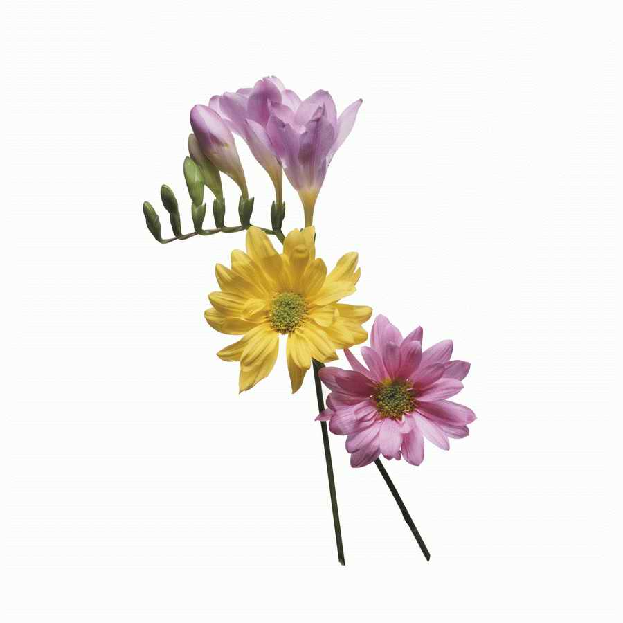 Just Flowers - Photodisc Object Series ></a>
<script language=JavaScript> 
  var txt = 