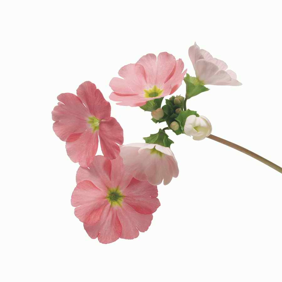 Just Flowers - Photodisc Object Series ></a>
<script language=JavaScript> 
  var txt = 