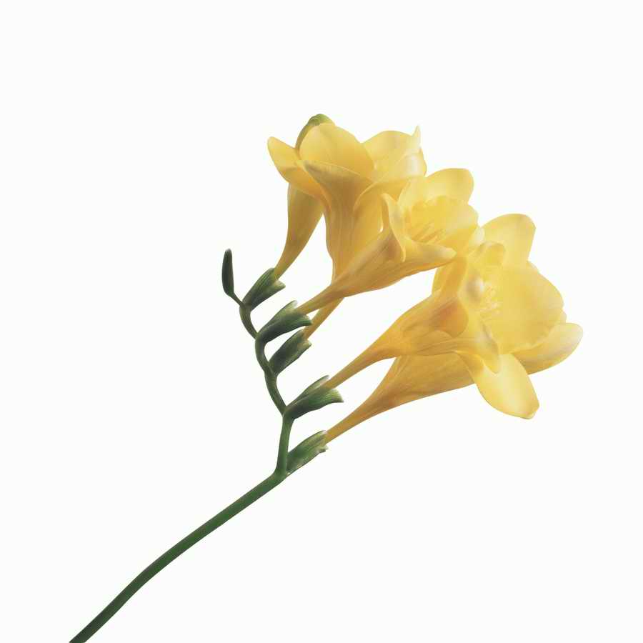 Just Flowers - Photodisc Object Series ></a>
<script language=JavaScript> 
  var txt = 