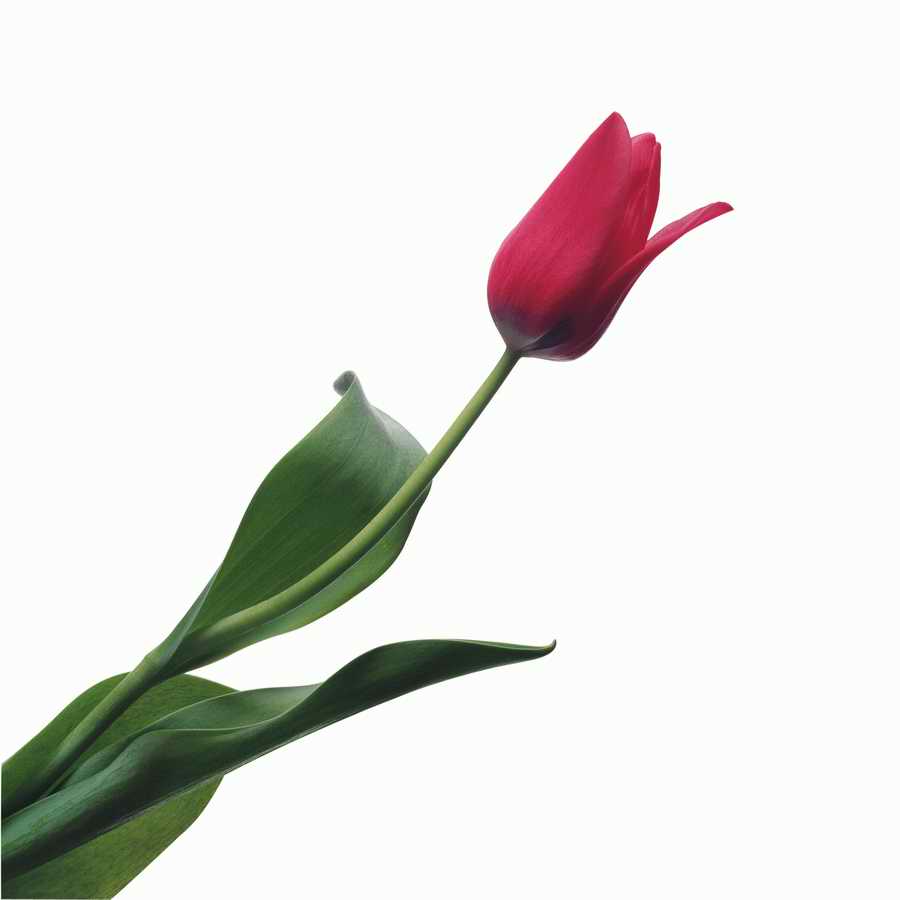 Just Flowers - Photodisc Object Series ></a>
<script language=JavaScript> 
  var txt = 