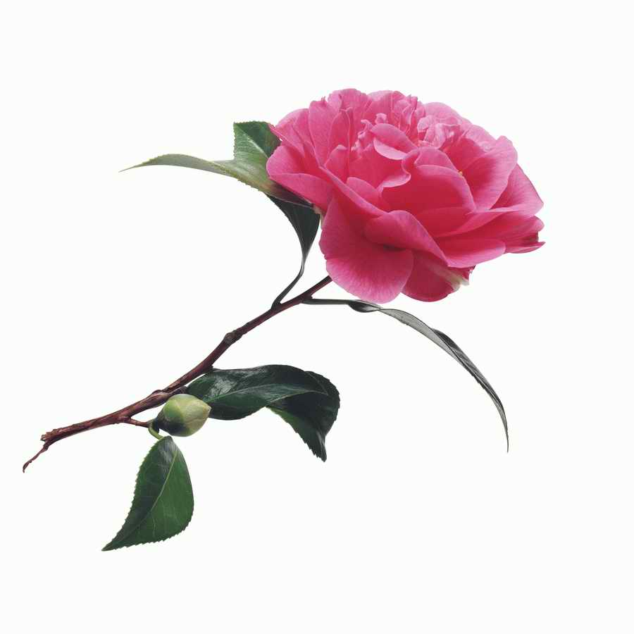 Just Flowers - Photodisc Object Series ></a>
<script language=JavaScript> 
  var txt = 