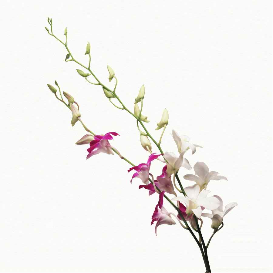 Just Flowers - Photodisc Object Series ></a>
<script language=JavaScript> 
  var txt = 