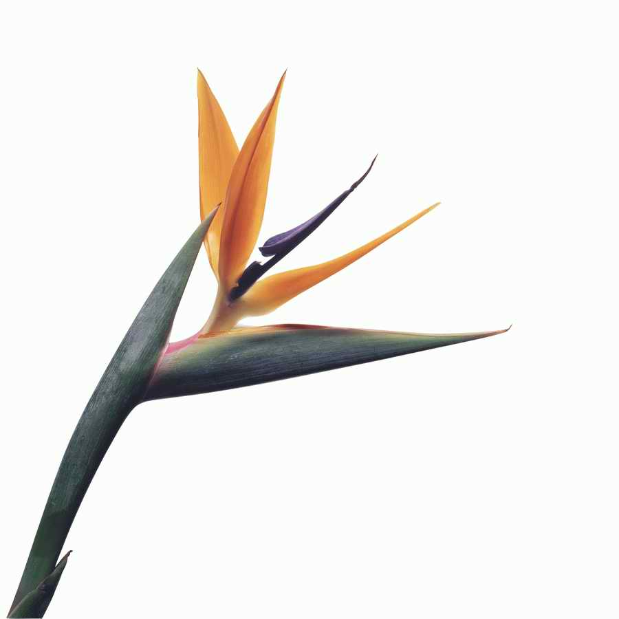 Just Flowers - Photodisc Object Series ></a>
<script language=JavaScript> 
  var txt = 