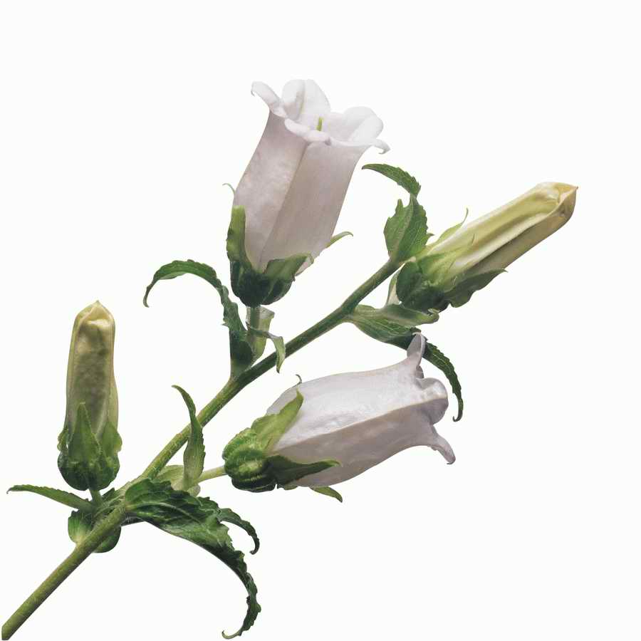 Just Flowers - Photodisc Object Series ></a>
<script language=JavaScript> 
  var txt = 