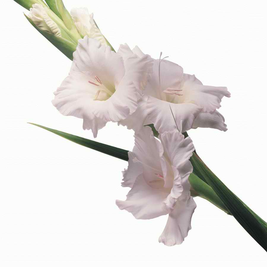 Just Flowers - Photodisc Object Series ></a>
<script language=JavaScript> 
  var txt = 