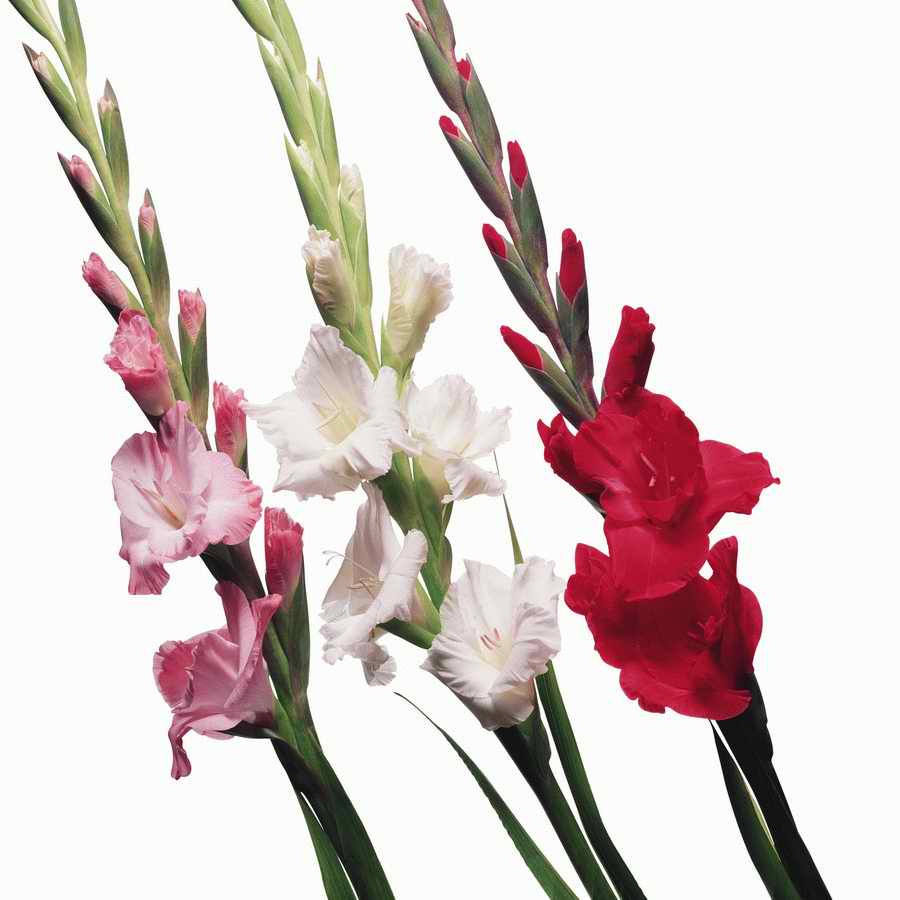 Just Flowers - Photodisc Object Series ></a>
<script language=JavaScript> 
  var txt = 