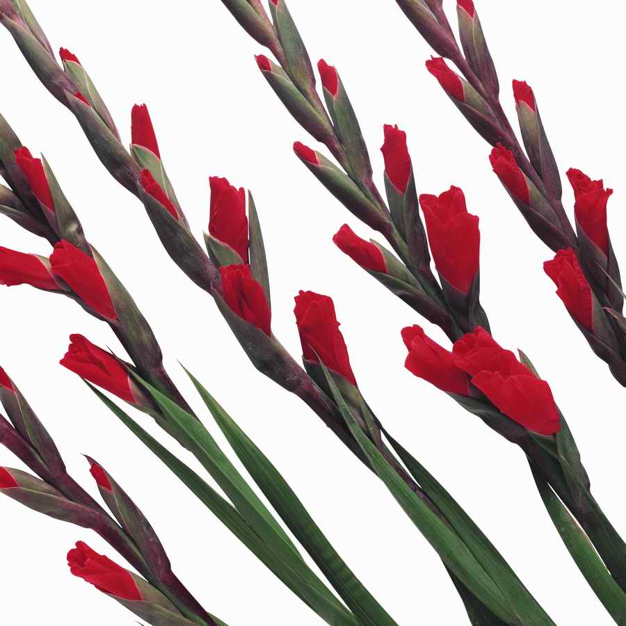 Just Flowers - Photodisc Object Series ></a>
<script language=JavaScript> 
  var txt = 