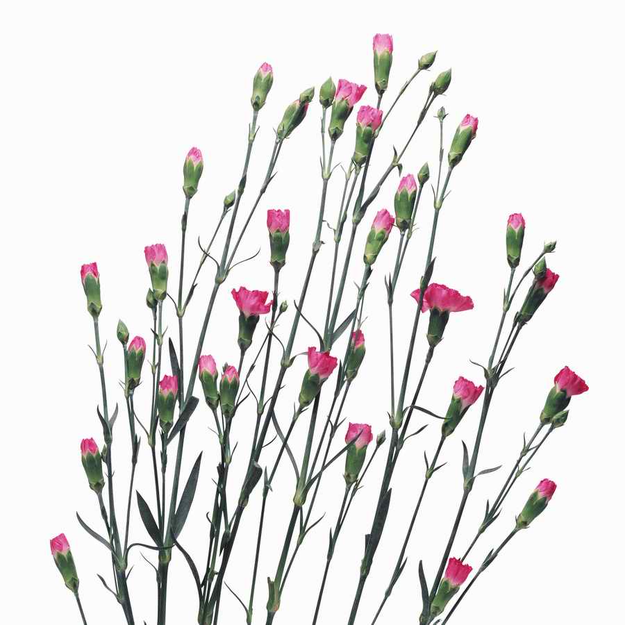 Just Flowers - Photodisc Object Series ></a>
<script language=JavaScript> 
  var txt = 