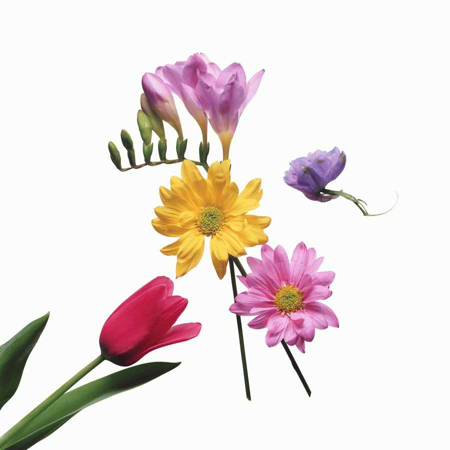 Just Flowers - Photodisc Object Series ></a>
<script language=JavaScript> 
  var txt = 