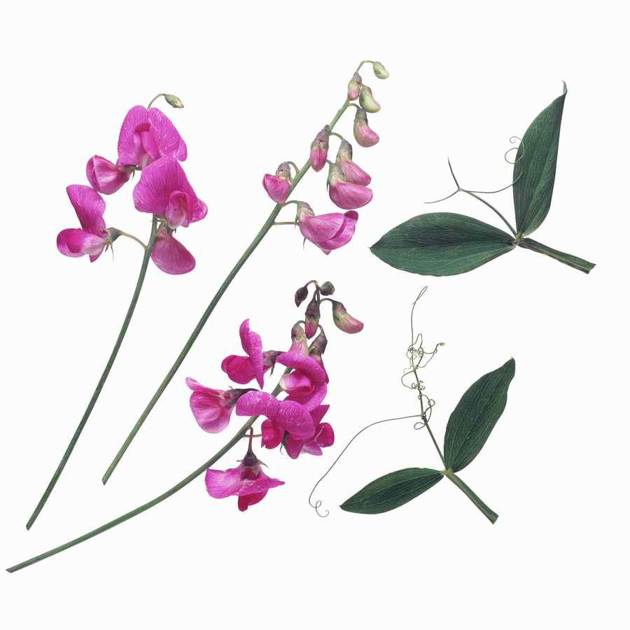 Just Flowers - Photodisc Object Series ></a>
<script language=JavaScript> 
  var txt = 