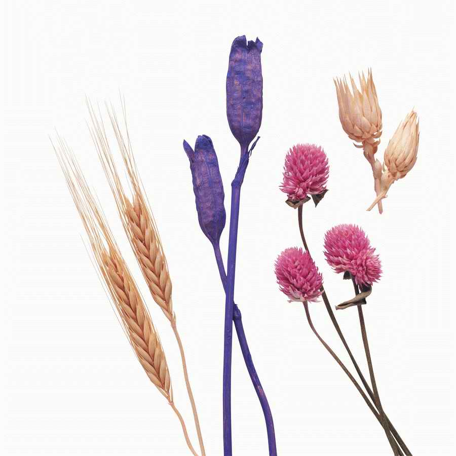 Just Flowers - Photodisc Object Series ></a>
<script language=JavaScript> 
  var txt = 